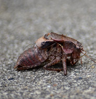 Bild einer Sandflöhe