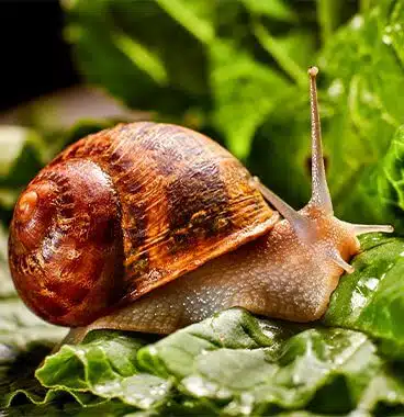 Bild einer Schnecke