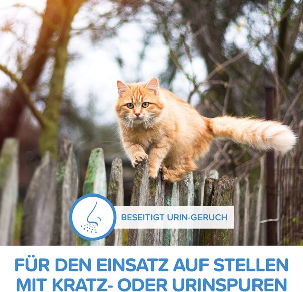 Bild einer Katze