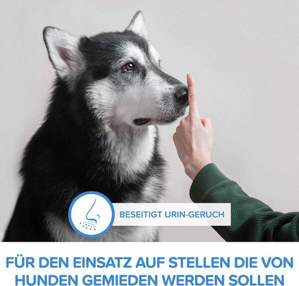 Bild des Hundes