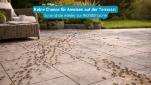 ameisen auf der terasse