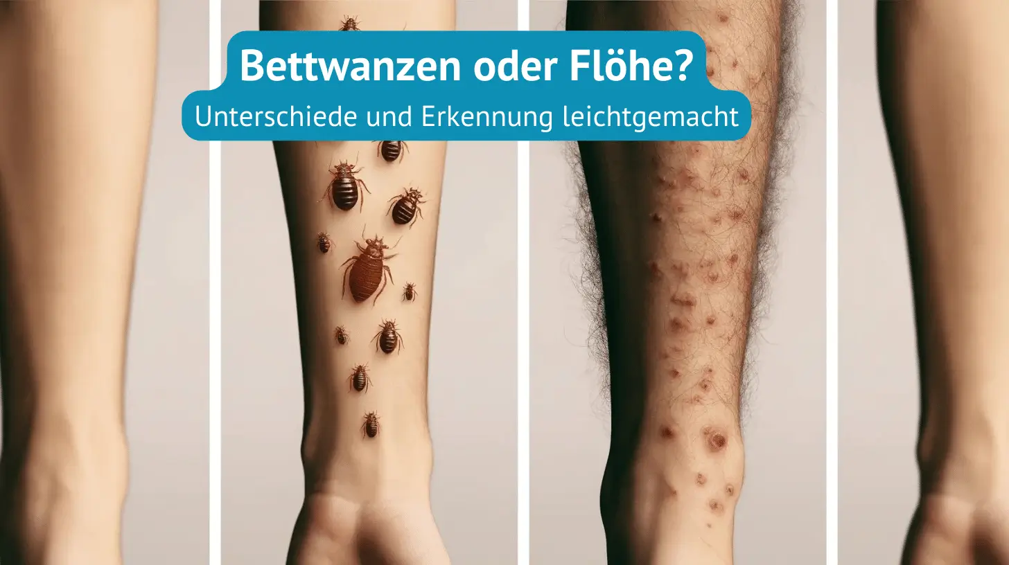 Bettwanzen oder Flöhe