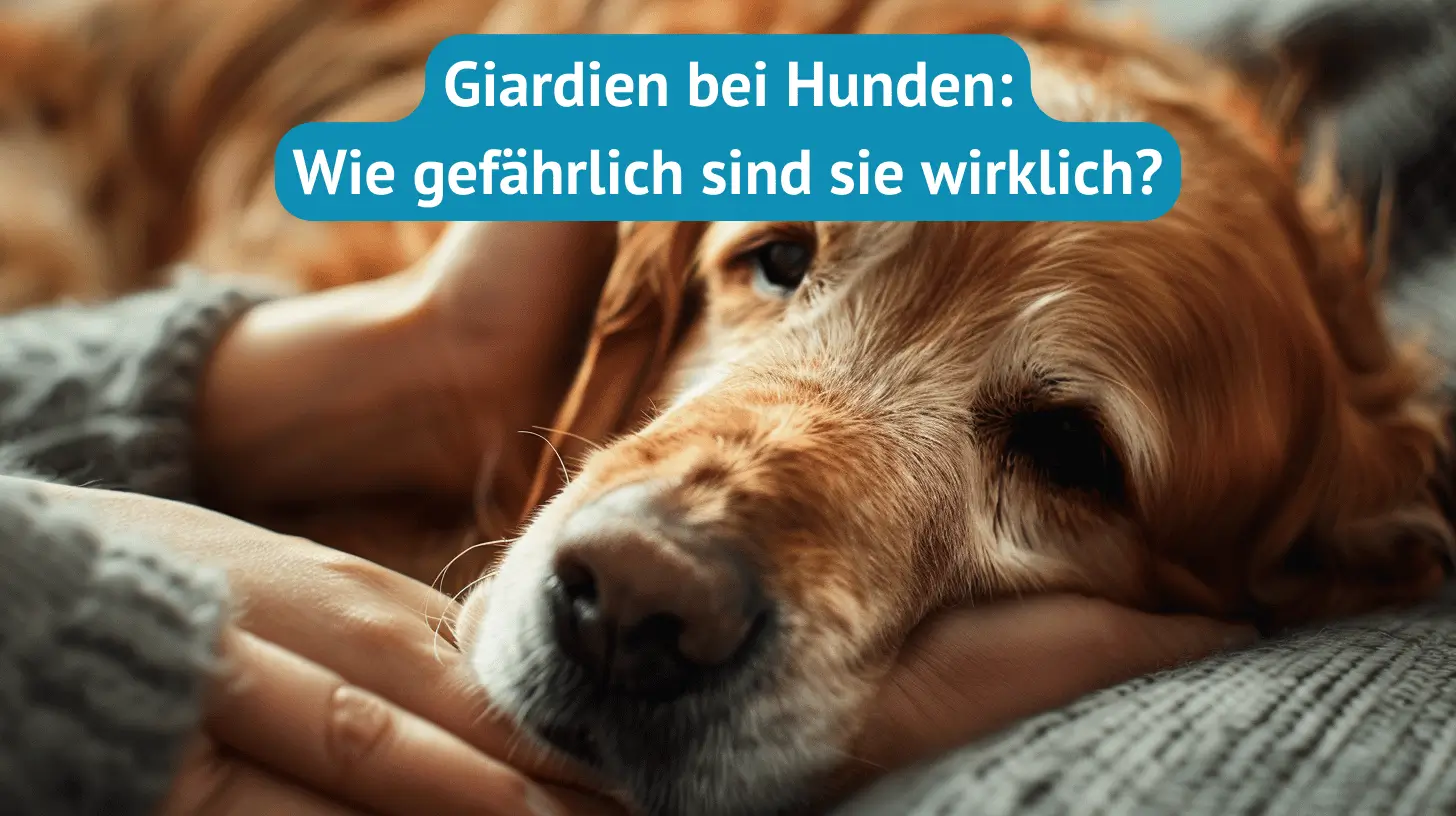 Giardien bei Hund: wie gefährlich sind sie wirklick? (Titel)