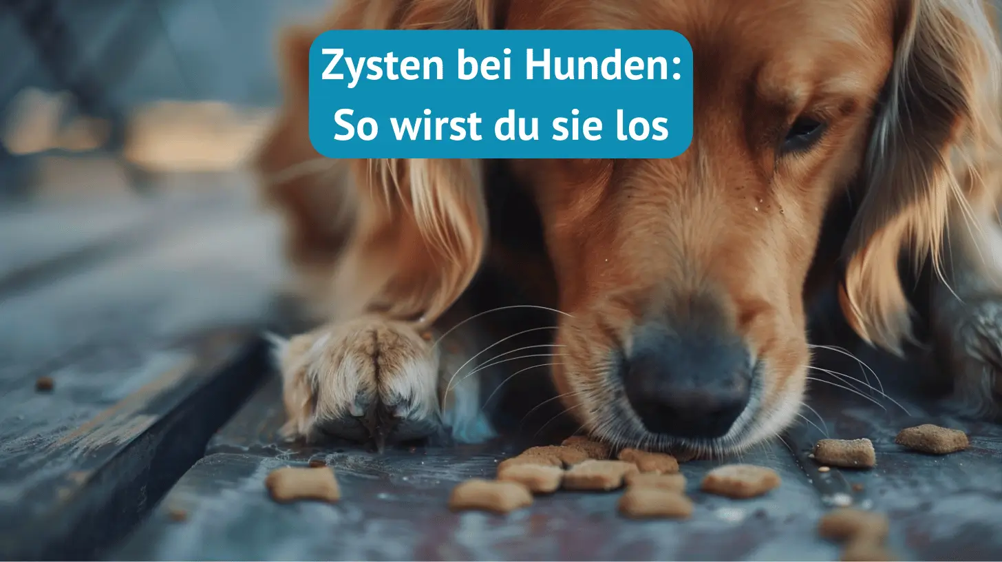 Giardien Zysten bei Hunden