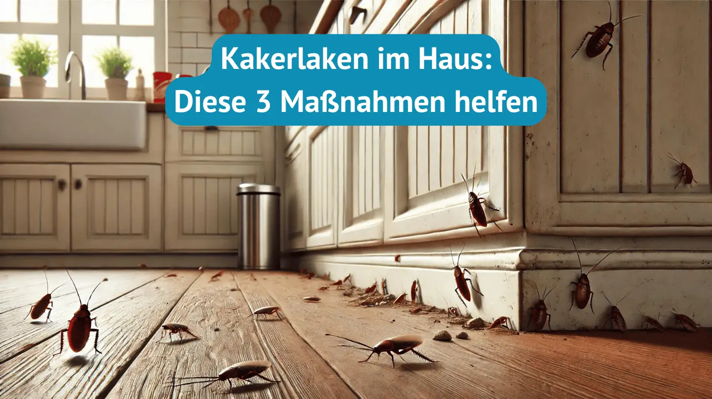 Kakerlaken im Haus- 3 Maßnahmen die helfen