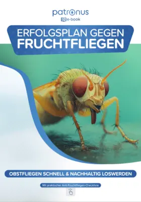 Fruchtfliegen