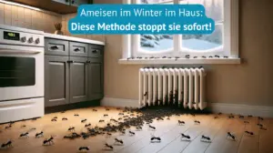 ameisen im Winter im Haus