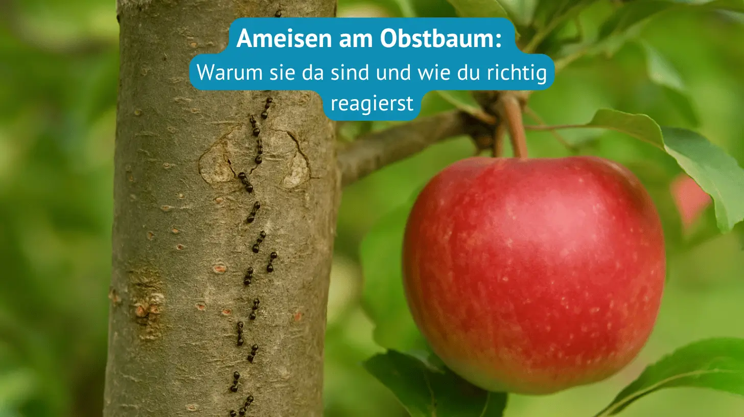 ameisen am Obstbaum
