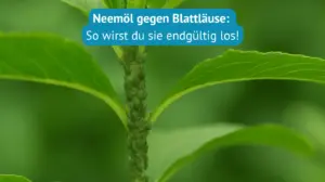 neemöl gegen Blattläuse