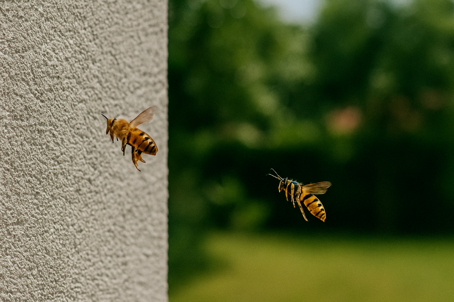 wann bienen wespen harmlos sind und wann nicht