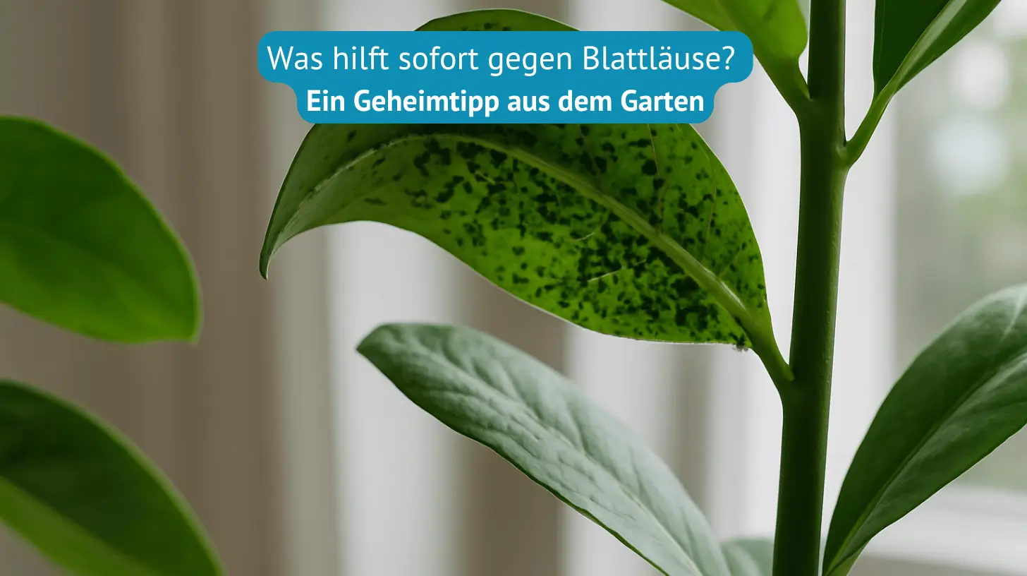 was hilft sofort gegen Blattläuse