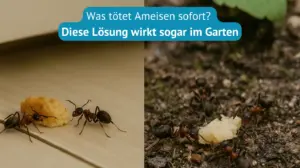 was tötet ameisen sofort