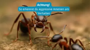 aggressive Ameisen