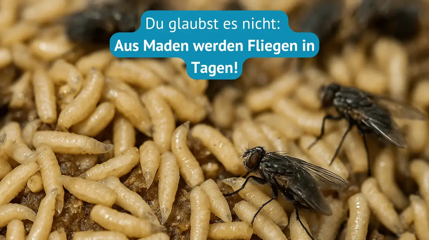 aus maden werden fliegen