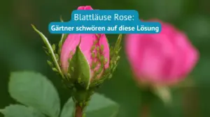 blattläuse Rosen