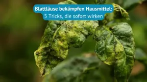 blattläuse bekämpfen hausmittel