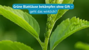 grüne blattläuse bekämpfen ohne gift
