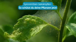 spinnmilben bekämpfen