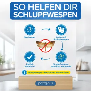 So helfen Schlupfwespen gegen Lebensmittelmotten