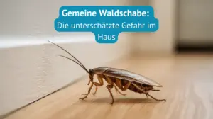 gemeine waldschabe die unterschätzte gefah im haus