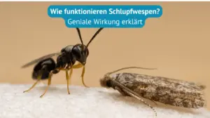 wie funktionieren schlupfwespen
