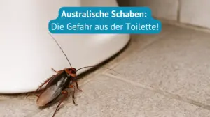 australische schaben