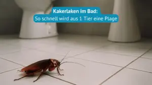 kakerlaken im bad beitrag