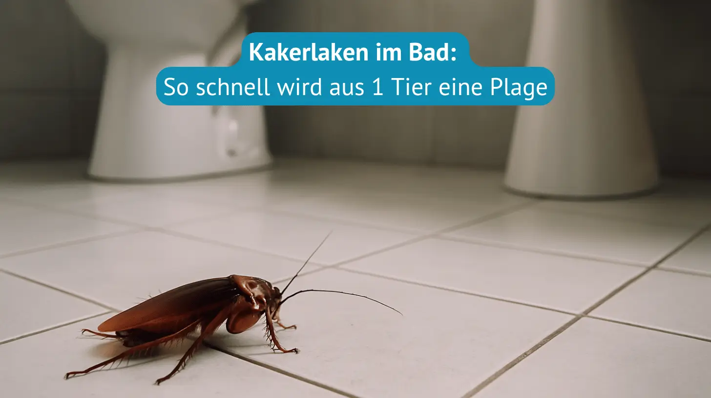 kakerlaken im bad beitrag