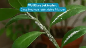 wollläuse bekämpfen