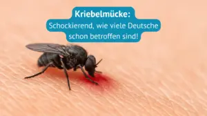 Kriebelmücke
