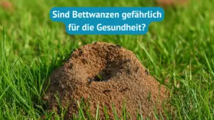 ameisen auf rasen bekämpfen
