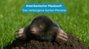 amerikanischer Maulwurf