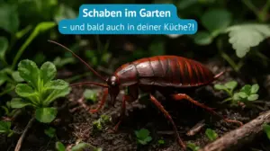 schaben im Garten