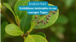 schildläuse bekämpfen