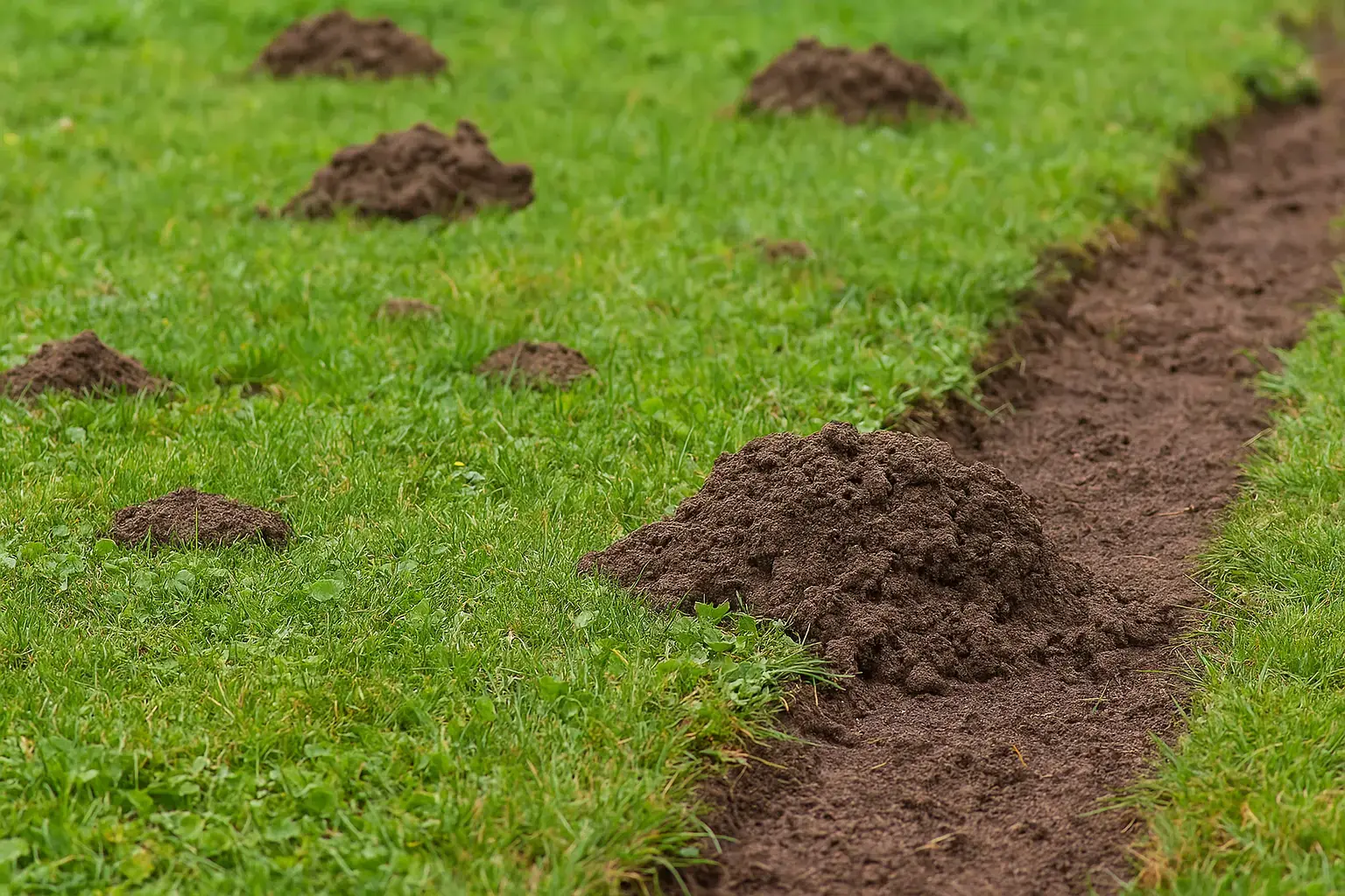 typische schäden im Garten-amerikanischer Maulwurf