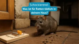 was ist für ratten tödlich