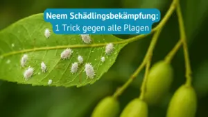 neem schädlingsbekämpfung