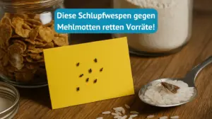 schlupfwespen gegen mehlmotten