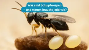 was sind schlupfwespen