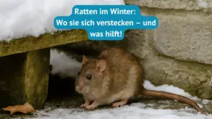 ratten im winter