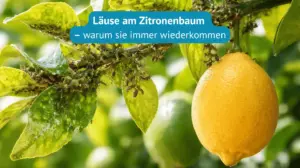 läuse am zitronenbaum