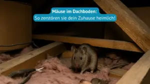 mäuse im dachboden