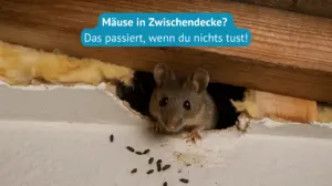 mäuse in zwischendecke