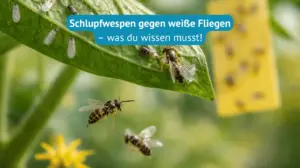 schlupfwespen gegen weiße fliegen