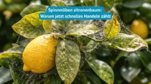 spinnmilben zitronenbaum