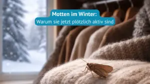 motten im winter