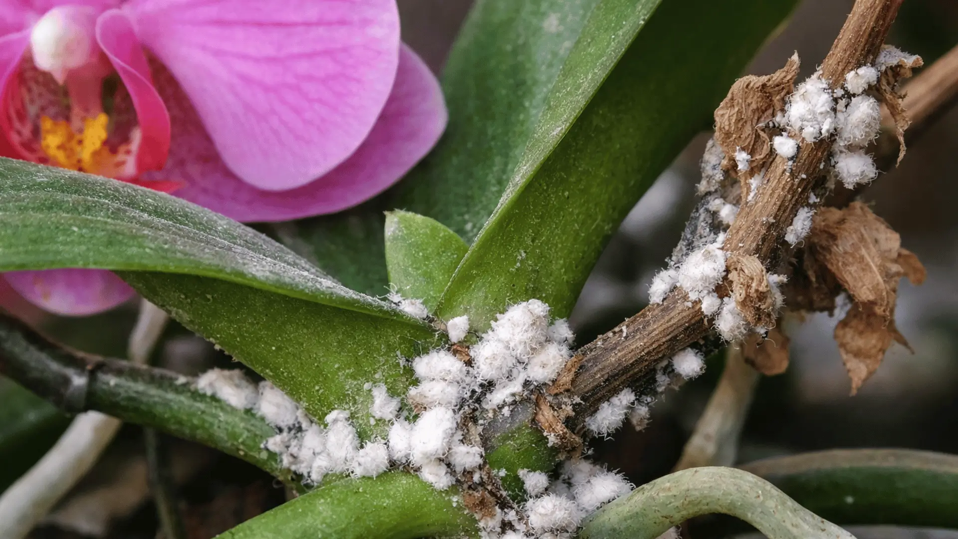 wollläuse orchideen