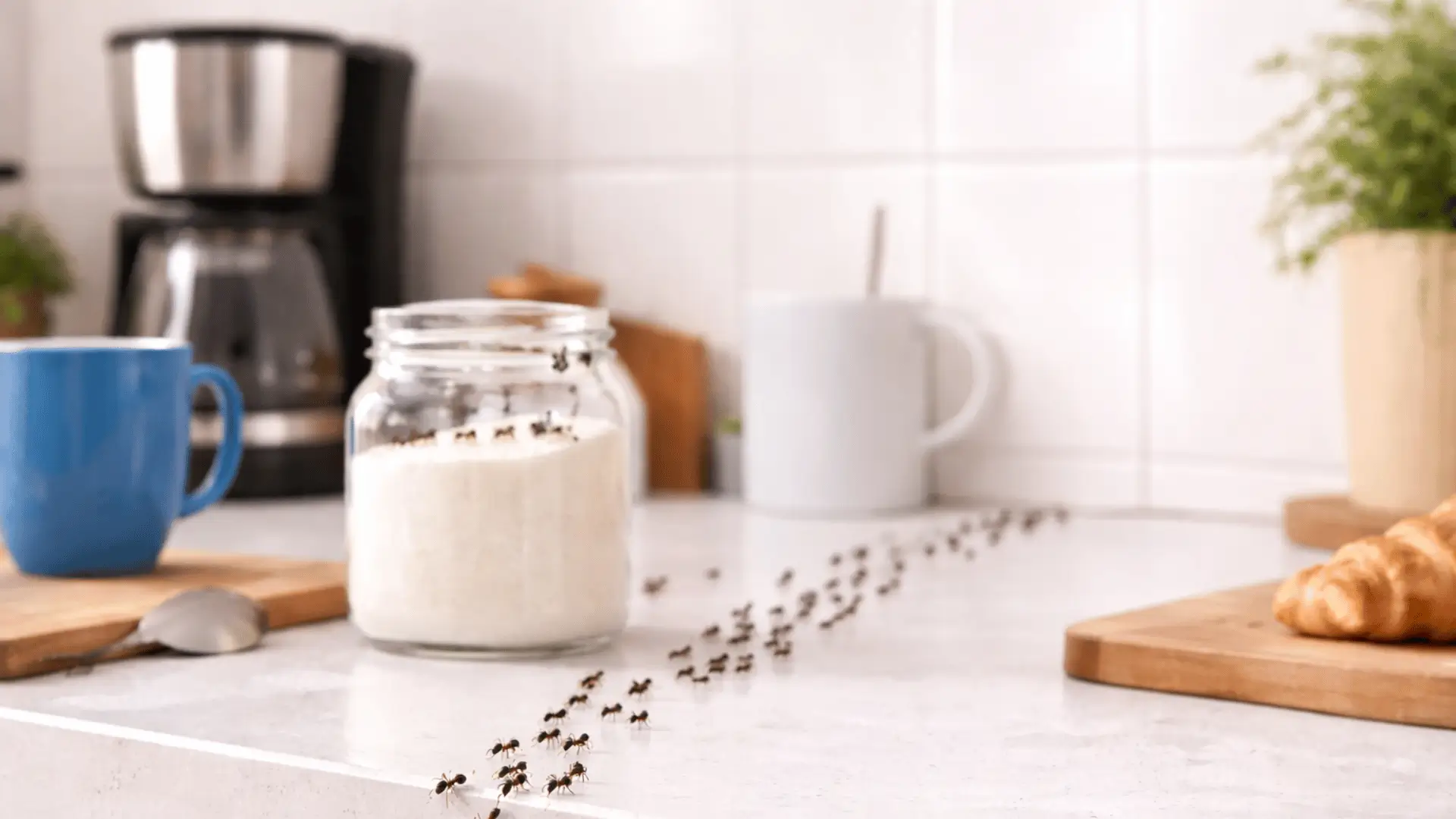 ameisen in der Küche was tun