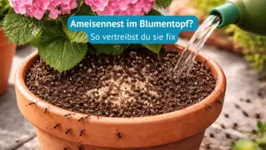 ameisennest im blumentopf