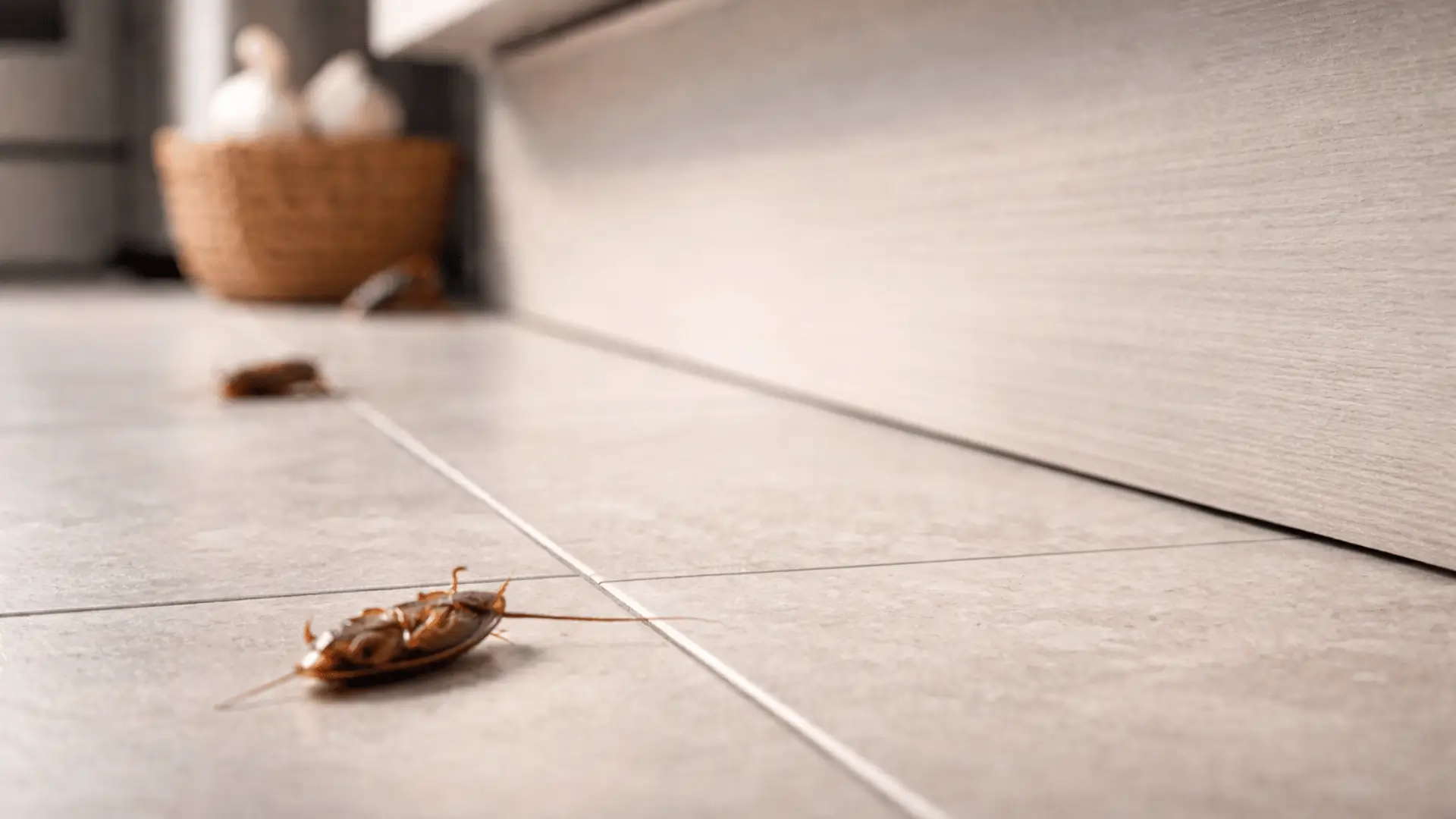 schädlingsbekämpfung schaben